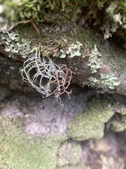 Usnea hirta