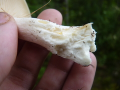 Agaricales