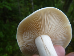 Agaricales