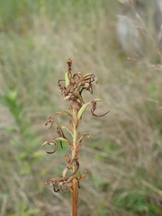 Platanthera lacera