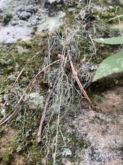 Usnea hirta