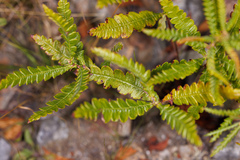 Comptonia peregrina