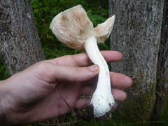 Agaricales