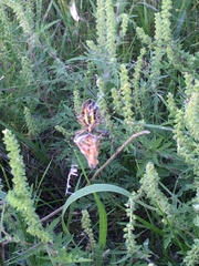 Argiope trifasciata
