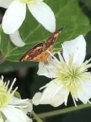 Pyrausta orphisalis