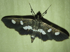 Desmia funeralis
