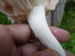 Agaricales