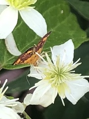 Pyrausta orphisalis