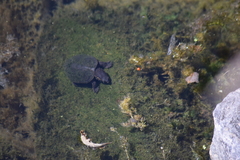 Sternotherus odoratus