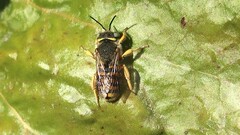 Anthidium oblongatum