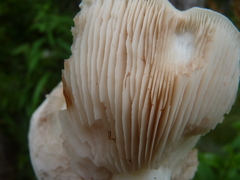 Agaricales
