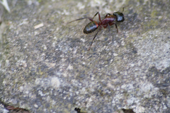 Camponotus ligniperda