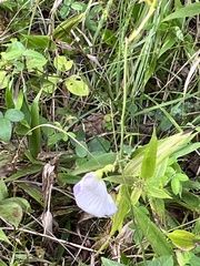 Centrosema virginianum