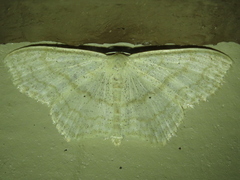 Scopula limboundata