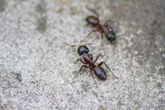 Camponotus ligniperda