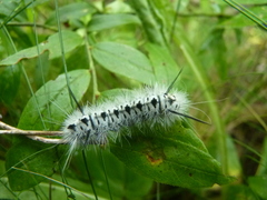 Lophocampa caryae