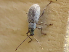 Cyrtepistomus castaneus