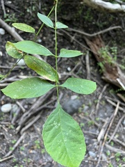 Fraxinus latifolia