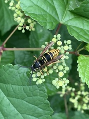 Vespula vidua