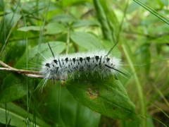 Lophocampa caryae
