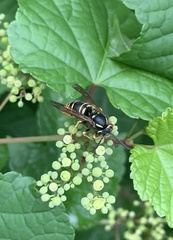 Vespula vidua