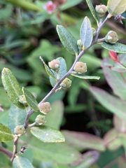 Chamaedaphne calyculata