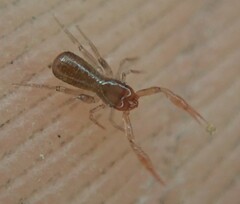 Pseudoscorpiones