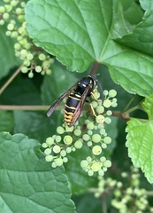 Vespula vidua