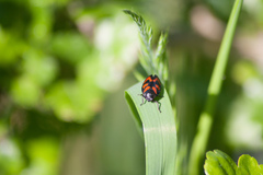 Cercopis vulnerata