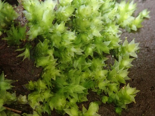 Hookeria acutifolia