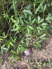 Passiflora incarnata