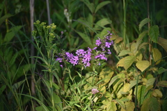 Phlox maculata