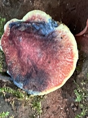 Baorangia bicolor