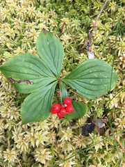 Cornus canadensis