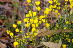 Acacia spinescens