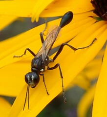 Eremnophila aureonotata