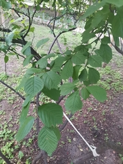 Prunus triloba
