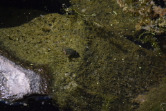 Sternotherus odoratus