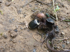 Necrophila americana