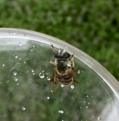 Eristalis stipator