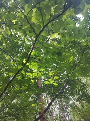 Prunus triloba