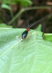 Phyllopalpus pulchellus