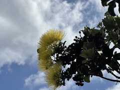 Metrosideros polymorpha