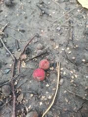 Prunus triloba