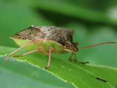 Euschistus variolarius