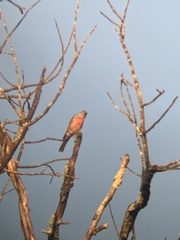 Piranga rubra