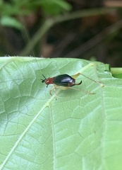 Phyllopalpus pulchellus