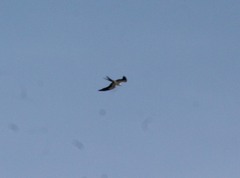 Elanoides forficatus