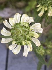 Pedicularis lanceolata