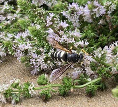 Bicyrtes quadrifasciatus